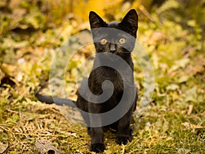 Black kitten with yellow eyes on autumn leaves