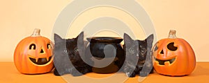 Black kittens happy halloween banner format