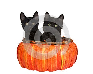 Black kittens in orange pumpkin basket isolated