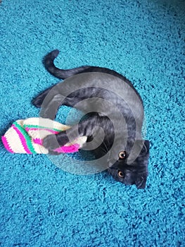 Black Kitty and baby socks