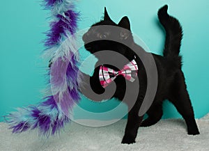 black kitty cat wearing a pink bow tie playing with a toy portrait