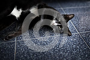 Black kitty Siamese cat during sleeping, Beautiful cat at home