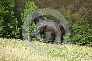 Black kladruber horse running in past blossom dandelions