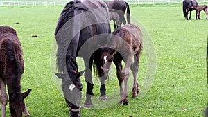 Black kladrubian horse, mare with foal