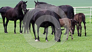 Black kladrubian horse, mare with foal