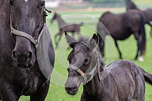 Black kladrubian horse, mare with foal