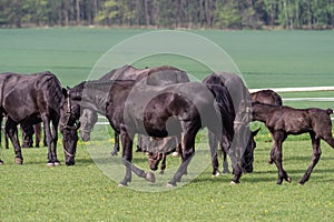 Black kladrubian horse, mare with foal