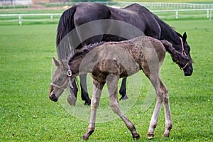 Black kladrubian horse, mare with foal