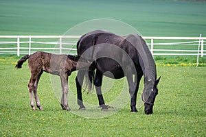 Black kladrubian horse, mare with foal