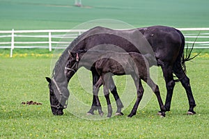 Black kladrubian horse, mare with foal