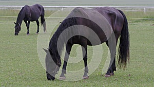 Black kladrubian horse, mare with foal