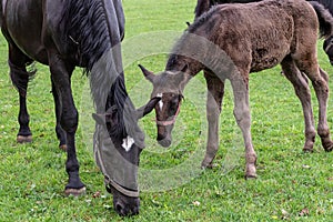 Black kladrubian horse, mare with foal.Black horse, mare with foal. Birth of foal in spring