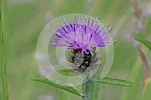 Black knapweed flower. Centaurea nigra