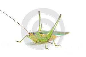 The black-kneed conehead or black-kneed meadow katydid Conocephalus melaenus, isolated on white