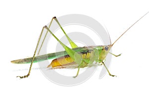 The black-kneed conehead or black-kneed meadow katydid Conocephalus melaenus, isolated on white