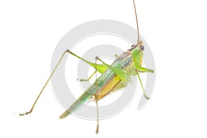 The black-kneed conehead or black-kneed meadow katydid Conocephalus melaenus, isolated on white