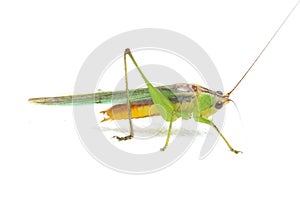 The black-kneed conehead or black-kneed meadow katydid Conocephalus melaenus, isolated on white