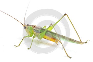 The black-kneed conehead or black-kneed meadow katydid Conocephalus melaenus, isolated on white