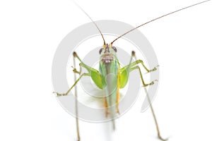 The black-kneed conehead or black-kneed meadow katydid Conocephalus melaenus, isolated on white