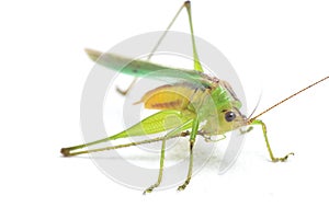 The black-kneed conehead or black-kneed meadow katydid Conocephalus melaenus, isolated on white