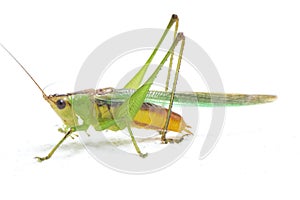 The black-kneed conehead or black-kneed meadow katydid Conocephalus melaenus, isolated on white