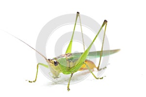 The black-kneed conehead or black-kneed meadow katydid Conocephalus melaenus, isolated on white