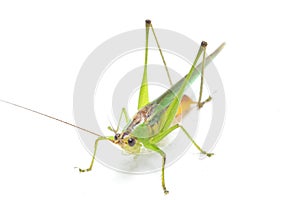 The black-kneed conehead or black-kneed meadow katydid Conocephalus melaenus, isolated on white