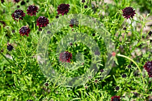 Black Knight or Pin Cushion Flower - Scabiosa Atropurpurea