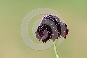 Black knight pincushion flower (scabiosa atropurpurea