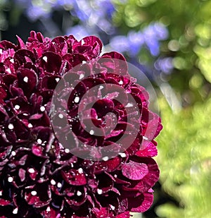 Black Knight Pincushion Flower, Scabiosa atropurpurea 'Black Knight'