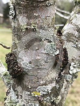 Black Knot Disease on Cherry Tree Trunk - Apiosporina morbosa