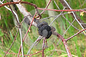 Negro nudo enfermedad creciente sobre el cereza 