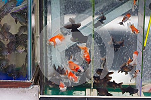 Black and koi telescope eye goldfish or Demekin on sale in commercial aquarium stand, popular artificial aqua trade breeds