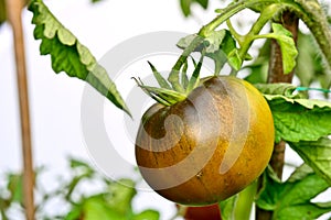 Black Krim -- Ukrainian heirloom tomato photo