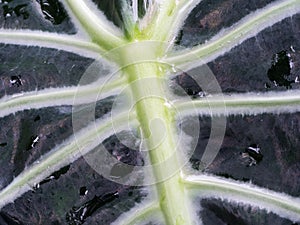 The Black Kris Plani Leaf