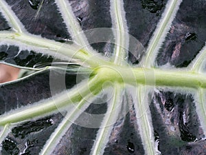 The Black Kris Plani Leaf