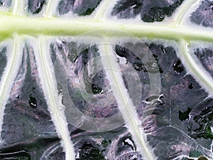 The Black Kris Plani Leaf