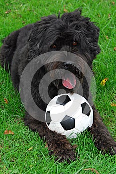 Black Lab/Bouvier 1