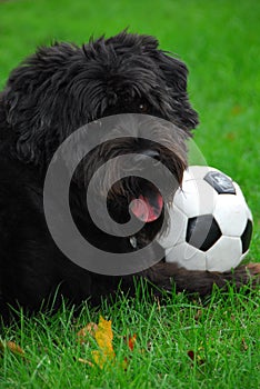 Black Lab/Bouvier 2