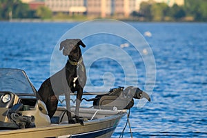 Nero laboratorio il cane controllo fuori una barca 