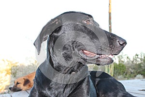 Black lab dog keeping watch