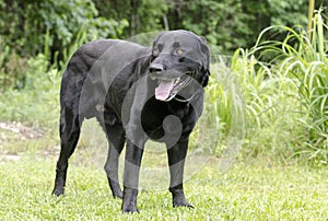 Black Lab dog, pet rescue photography