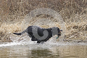 Black lab fetches duck decoy