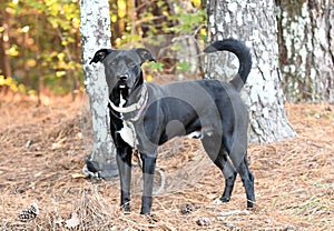 Black Lab mix dog with collar