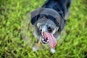 Black lab mix on grass posing for the camera