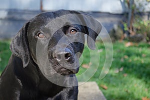 Black lab
