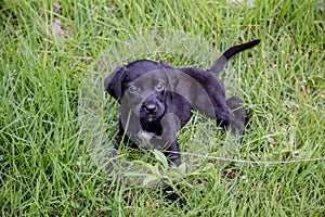 Black Lab pupies