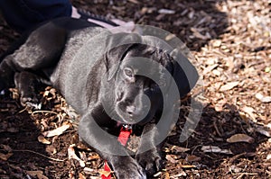 Black lab puppy