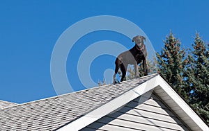 Black Lab on the Roof