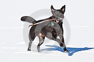 Black Lab running on ice